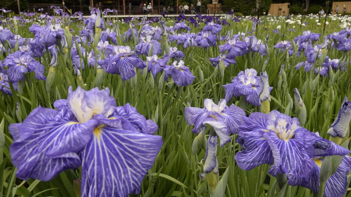ハナショウブ見ごろ　城北菖蒲園